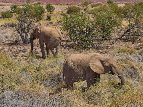 Desert Elephant feeding in an ephemeral river bed Namibia photo