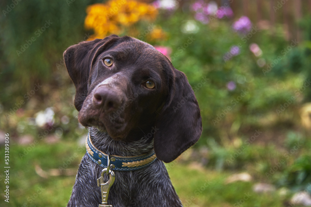 Portrait of Kurtzhaar on the background of a blooming garden.