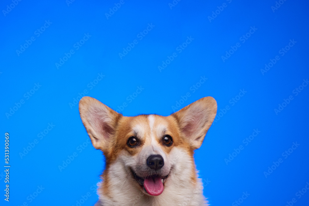 Portrait of a corgi dog on a blue background. Funny dog face. World Pet Day. A place for advertising. Portrait of a corgi dog on a blue background. Funny dog face. World Pet Day. A place for advertising.