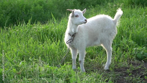 Young goat on a free green pasture on a farm field