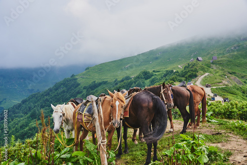 Saddled horses against the background of green hills and fog.