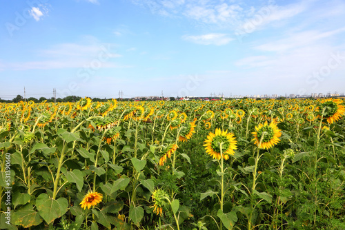 Sunflowers field under the blue sky on a peaceful sunny day. Ukrainian agricultural rural landscape