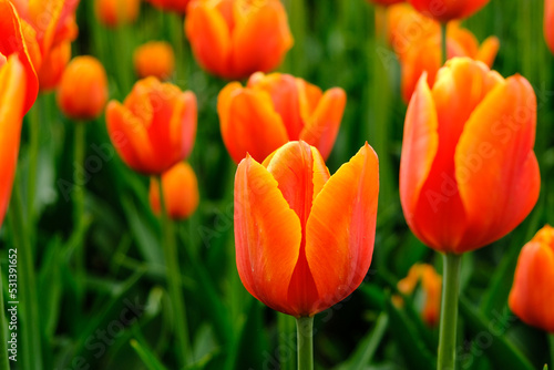 Summer vacation in the Netherlands  huge fields with gorgeous tulips in all colors - red  yellow  patterned and much more. A true sea of flowers in the fields - and an oasis for photographers...