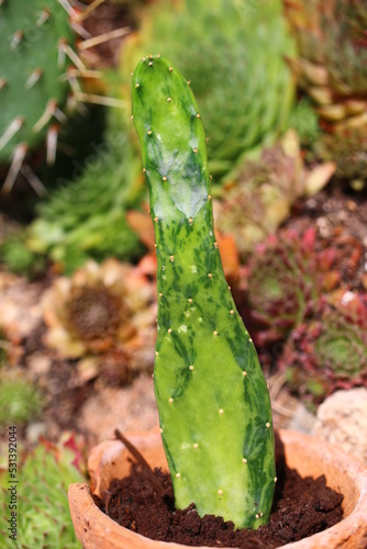 kaktus Nopalea cochenillifera var. Variegata photo