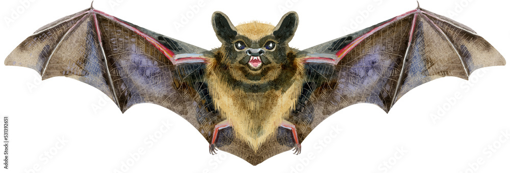 Fototapeta premium Watercolor illustration of a bat in white background.