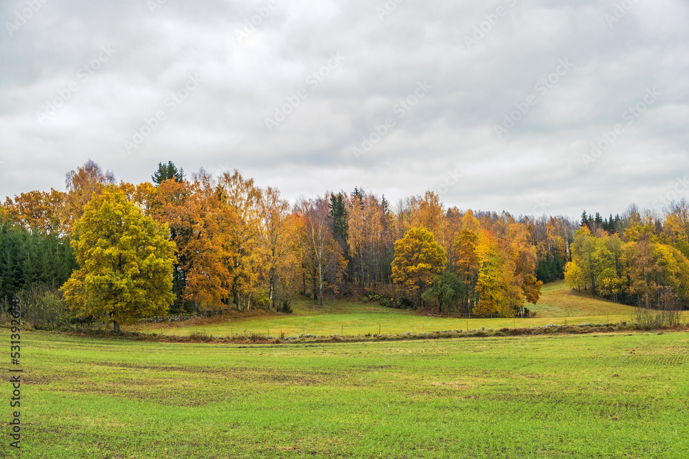 Autumn colors on a tree grove by a field
