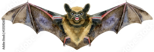 Watercolor illustration of a bat in white background.