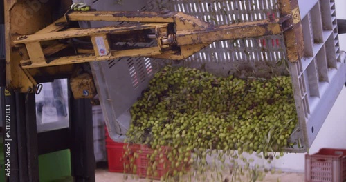 Harvested olives loaded to press hopper in olive oil mill during the Olive oil production process in Sicily, Italy