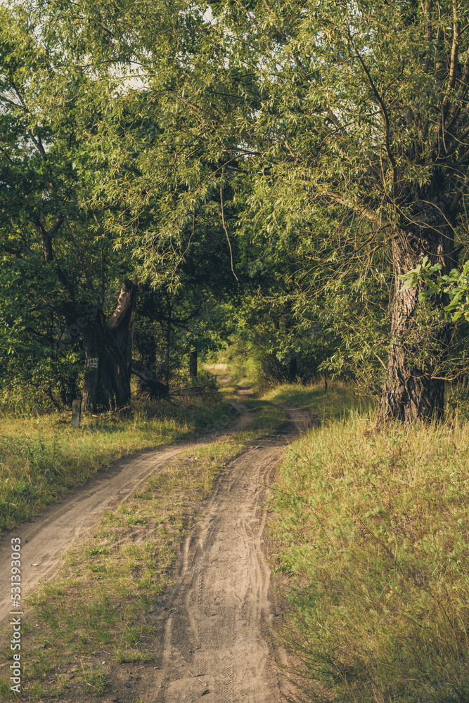 Naklejka premium road in autumn forest