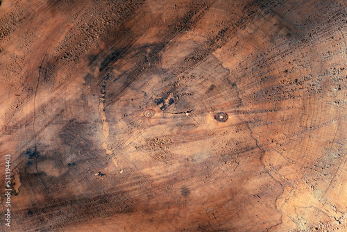 Close up of a tree stump. Wood texture. Flat lay.