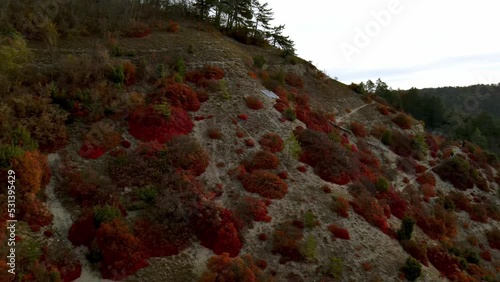 Picturesque aerial view of red bushes of European smoketree in autumn. Scenic hilly landscape near Jena, Germany photo