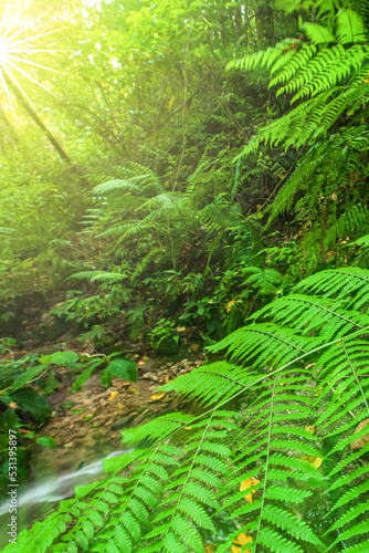 Tropical rainforest in the rainy season during sunrise.