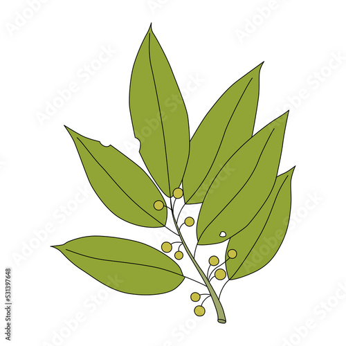 Laurel branch in cartoon style. Vector illustration of culinary herb isolated on white background. Symbol of triumph and victory