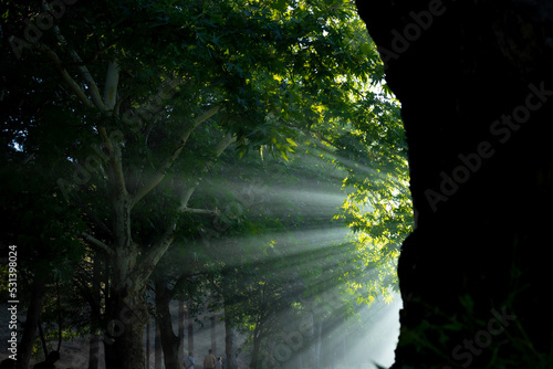 Sunrays through the haze behind the tree in the forest.