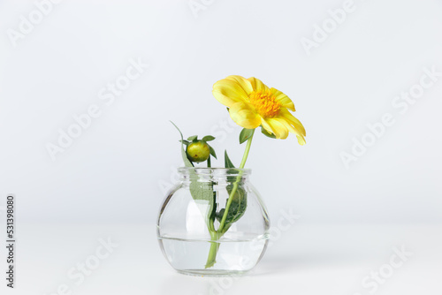 Minimal floral composition, yellow flower in transparent glass vase, aesthetic bloom on table. Spring or summer holiday still life with light background, minimal trend postcard, copy space photo