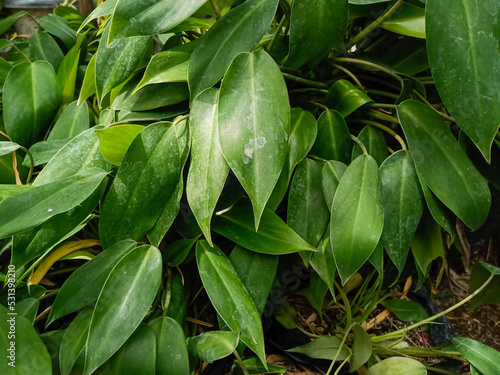 green plant in husk, green leaves background