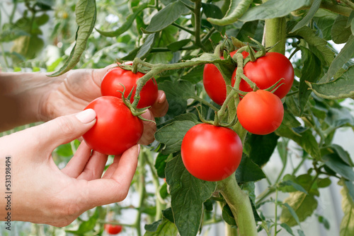 Wall Mural Women's hands pluck ripe tomatoes close-up
