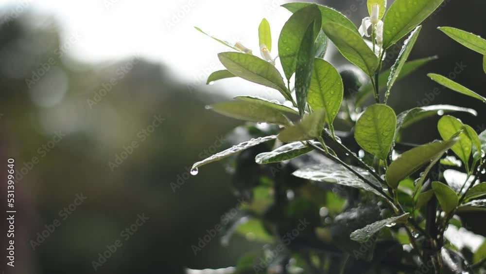 decorative green tangerine tree with orange fruit in a pot in greenhouse. Leaves with raindrops. Top view, flat lay. Gardening. decorative green tangerine tree with orange fruit in a pot in greenhouse. Leaves with raindrops. Top view, flat lay. Gardening.