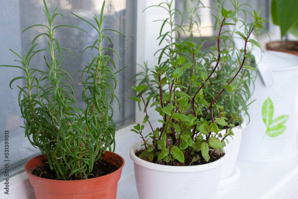 Aromatic herbs on window sill