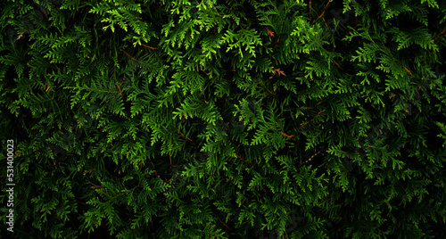 Czarnozielone tło liście