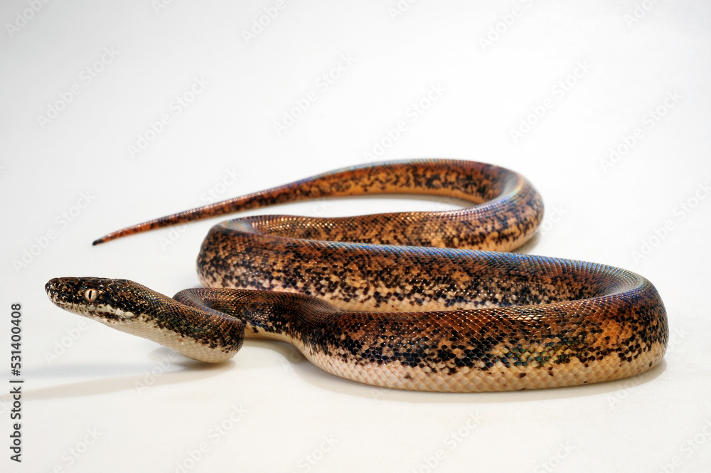 Savu python // Sawu-Python (Liasis mackloti savuensis, Liasis savuensis ...