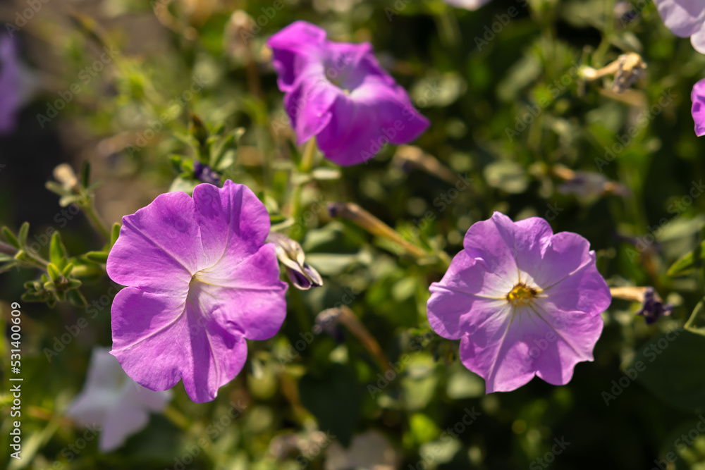 Petunia purple close-up. Beautiful garden flower macro photo. Cultivation for landscaping cities, parks and squares. The color of the year 2022 is Very Peri. Natural bright background. Beautiful bokeh Petunia purple close-up. Beautiful garden flower macro photo. Cultivation for landscaping cities, parks and squares. The color of the year 2022 is Very Peri. Natural bright background. Beautiful bokeh