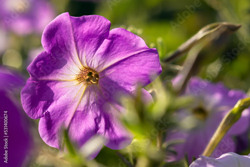 Petunia purple close-up. Beautiful garden flower macro photo. Cultivation for landscaping cities, parks and squares. The color of the year 2022 is Very Peri. Natural bright background. Beautiful bokeh