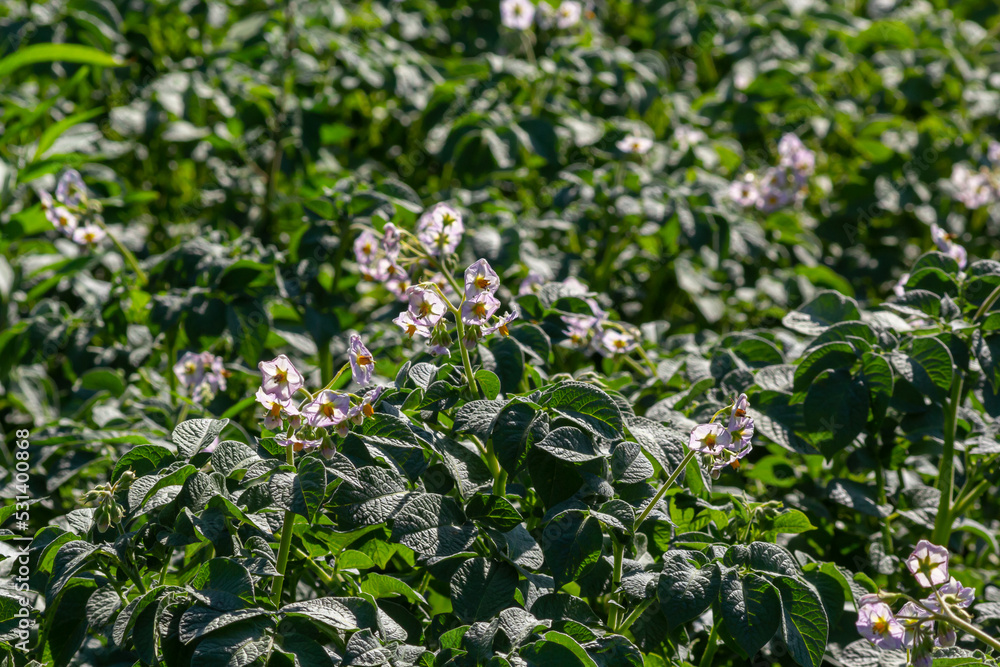 Closeup of a white and yellow blossoming potato plant in the foreground of large field in the Netherlands. It is early in the morning of a sunny day in the beginning of the summer season