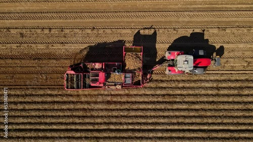 Harvesting potatoes. potato harvester. Agricultural machinery, a tractor with a potato harvester, harvest potatoes on a farm field. Top View