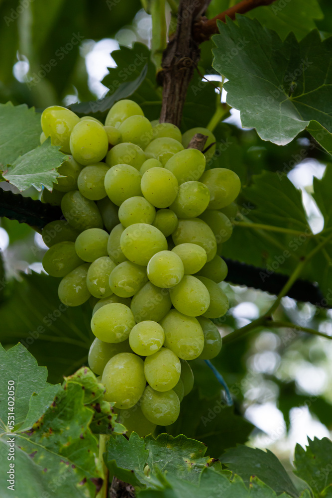 Ripe grapes grow on bushes. Bunch of grapes before harvest Ripe grapes grow on bushes. Bunch of grapes before harvest
