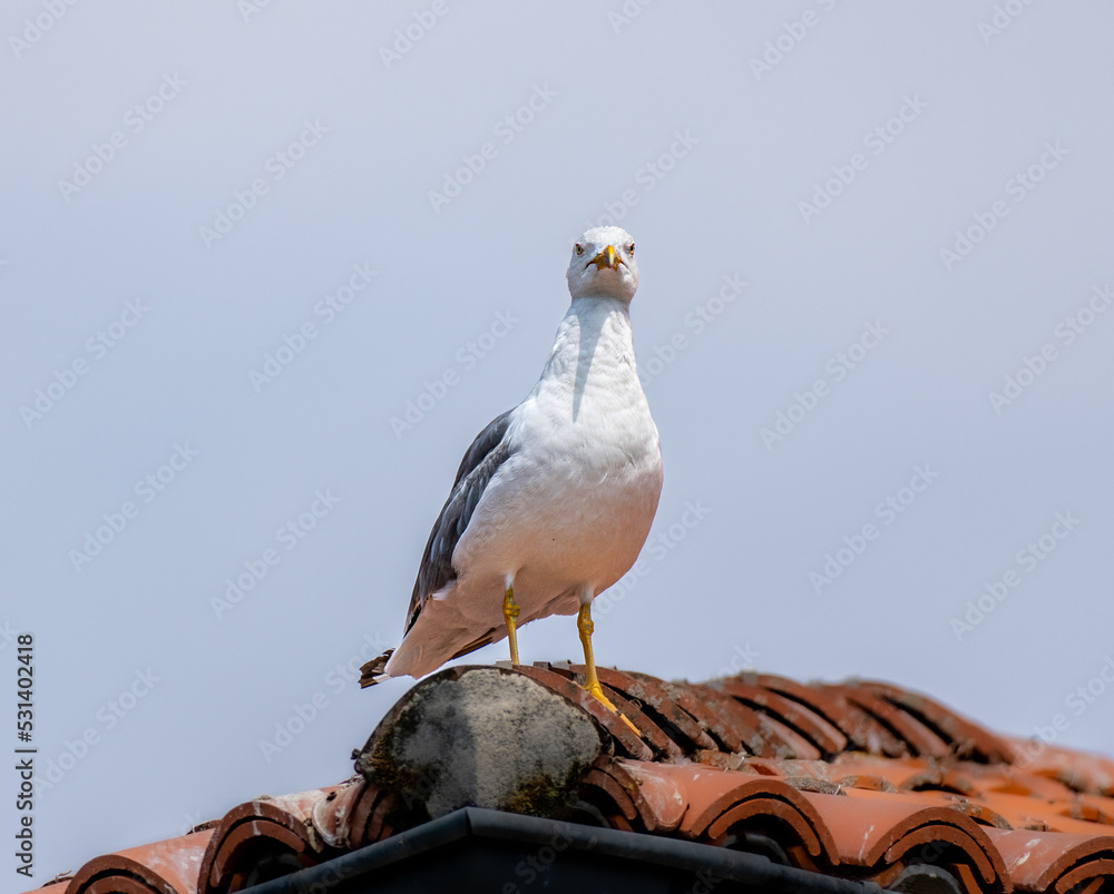 Seagull perched on a tiled roof, looking into the camera lens with its front view. Her two eyes are seen.