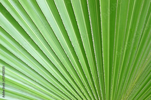 A fan-like background pattern from a close-up of a green palm leaf