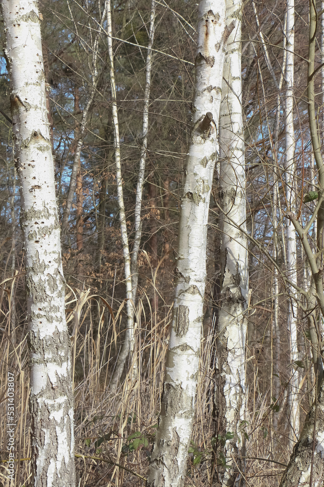 Fototapeta premium Weiße Rinde an Baumstämmen von Weißbirken, Betula pendula, Betula verrucosa