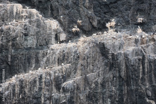 UNESCO Naturerbe Vogelinsel BORERAY, St. Kilda, Schottland photo