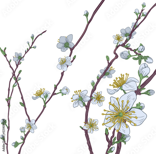 Cherry Peach Blossom Flower...