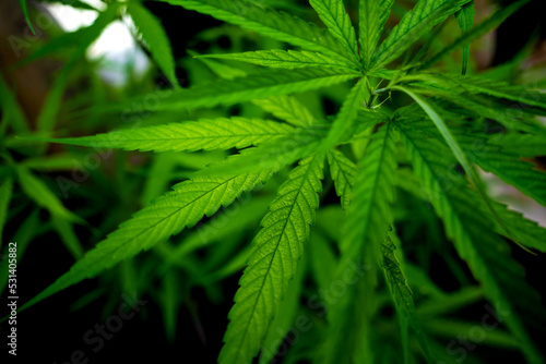 Cannabis plant leaves on dark color background
