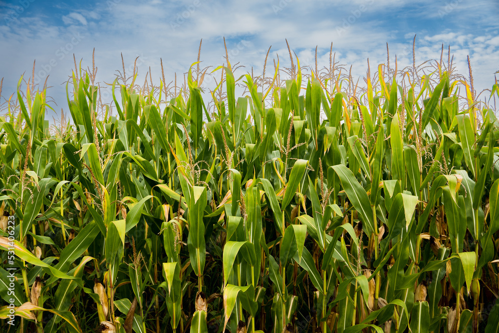 field of corn field of corn