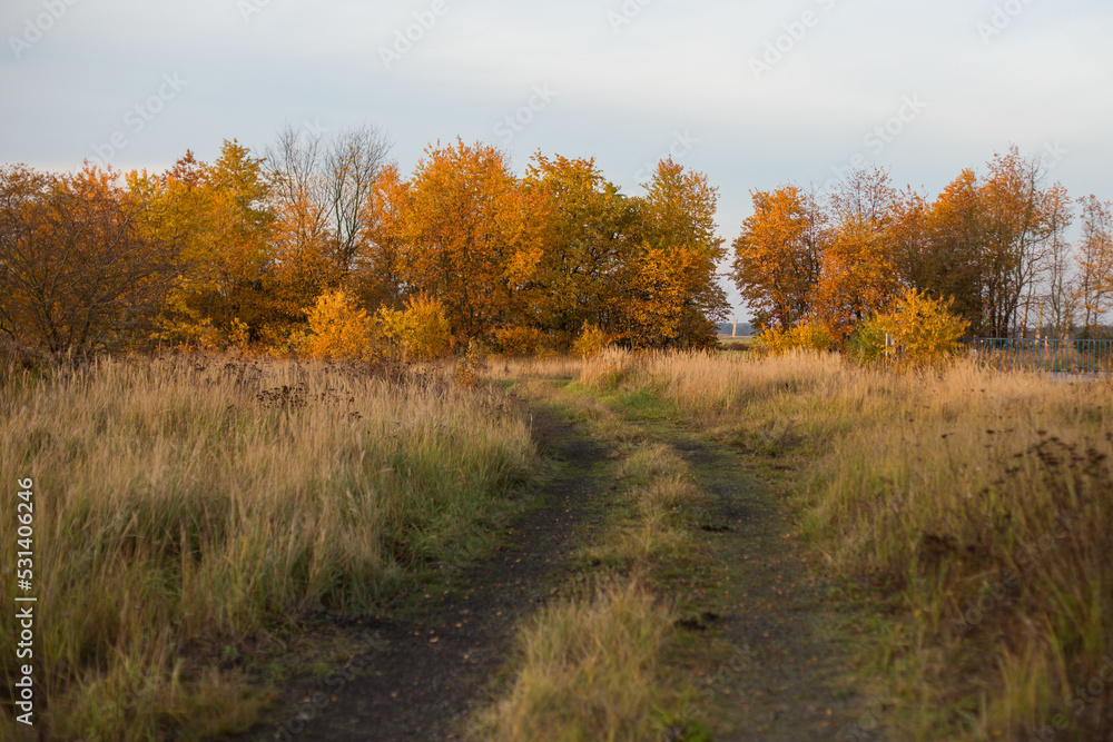 autumn in the forest autumn in the forest