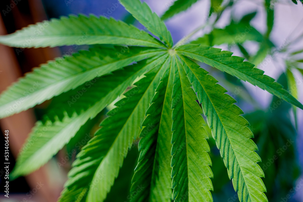 Cannabis plant leaves on dark color background Cannabis plant leaves on dark color background
