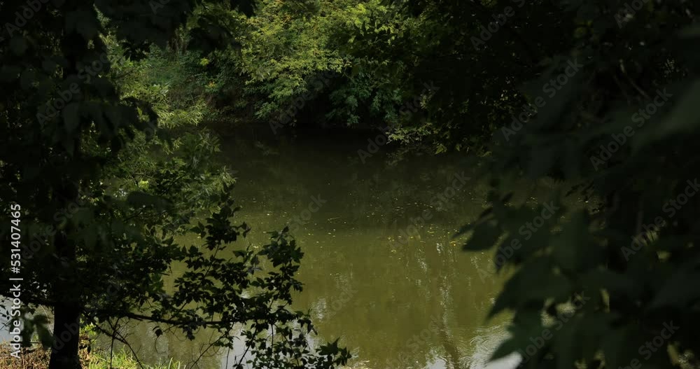 Natural river stream in the forest. Beautiful views of wild nature, forest landscapes of incredibly juicy green color. High quality video 6k 4:2:2 10bit downscale 4k Natural river stream in the forest. Beautiful views of wild nature, forest landscapes of incredibly juicy green color. High quality video 6k 4:2:2 10bit downscale 4k
