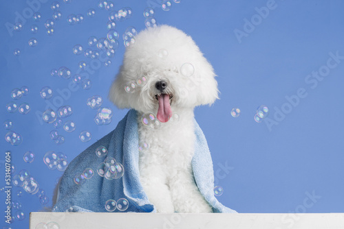 Canvastavla cute dog bichon frise on a flat blue background, bichon frise close-up