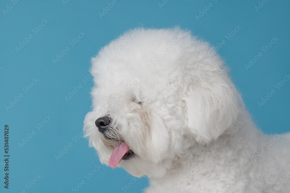cute dog bichon frise on a flat blue background, bichon frise close-up cute dog bichon frise on a flat blue background, bichon frise close-up