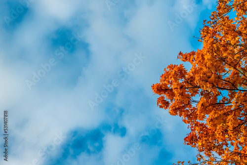 the beauty of autumn foliage