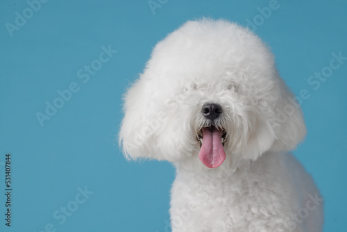 Fotografiet cute dog bichon frise on a flat blue background, bichon frise close-up