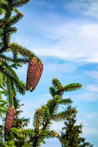 Pine cones on conifers in mountain nature