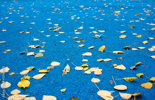 Fallen yellow autumn leaves, traces of rain drops and reflection of trees in a puddle in the city of Voronezh, Russia