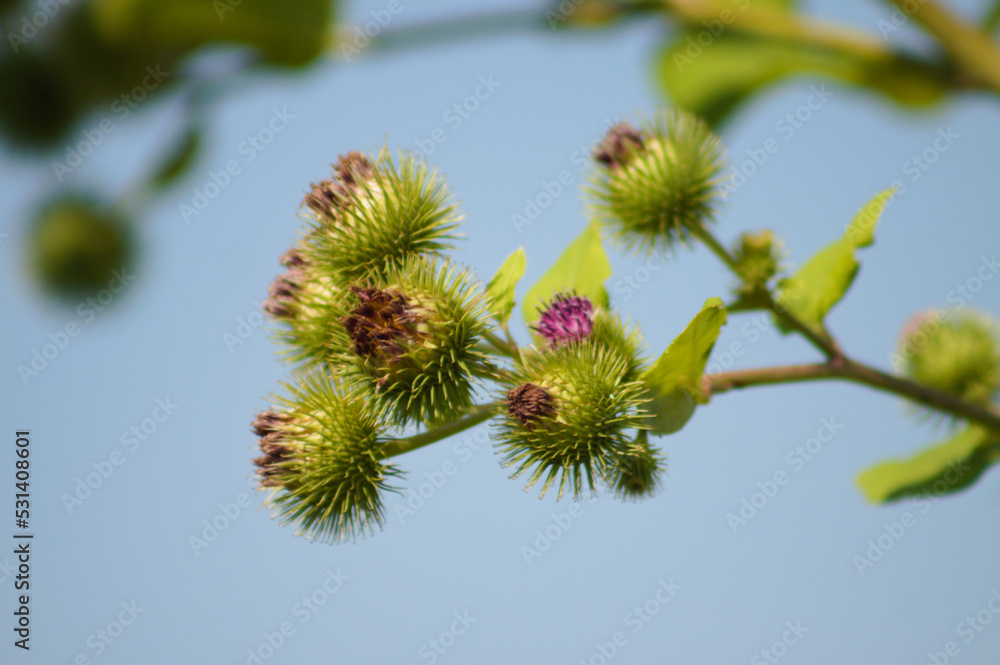 Closeup of lesser burdock buds on blue sky background Closeup of lesser burdock buds on blue sky background