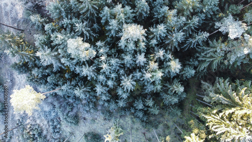 Verschneiter Winterwald mit weißen Tannenspitzen