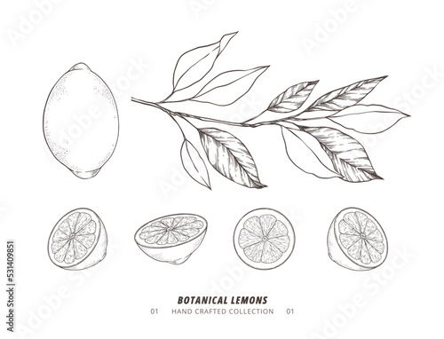 Hand drawn vector illustration - Botanical branch with lemons. Slices of lemon. Branch with citrus fruits. Perfect for menu, package, cards, invitations, prints
