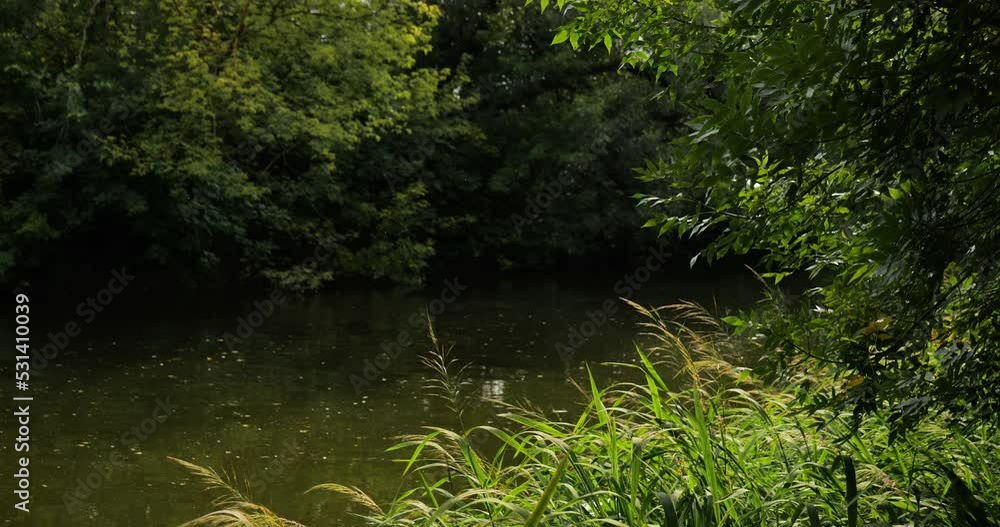 High quality video 6k 4:2:2 10bit downscale 4k. Natural river stream in the forest. Beautiful views of wild nature, forest landscapes of incredibly juicy green color. High quality video 6k 4:2:2 10bit downscale 4k. Natural river stream in the forest. Beautiful views of wild nature, forest landscapes of incredibly juicy green color.